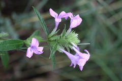 Barleria cristata